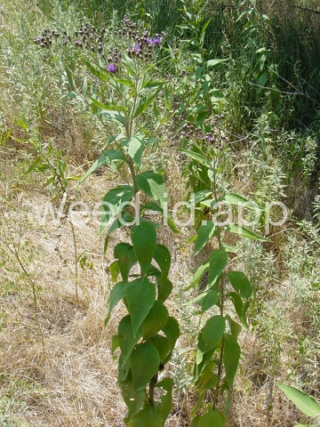 ironweed, western